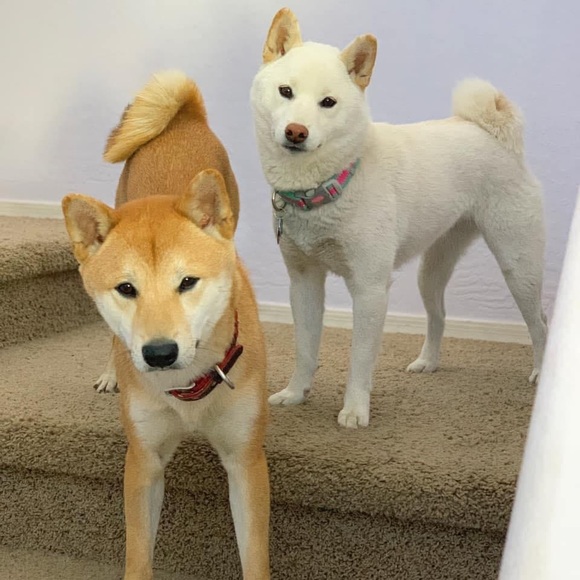 Meet your Posher, Krystal - Picture 2 of 4